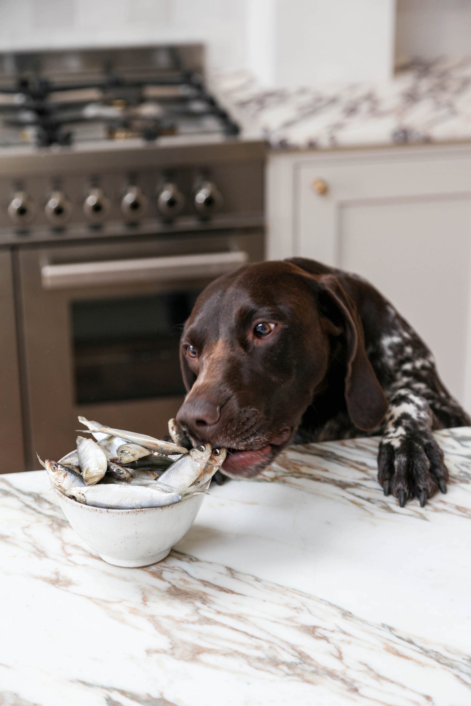 The Health Benefits Of Sprats For Your Dog