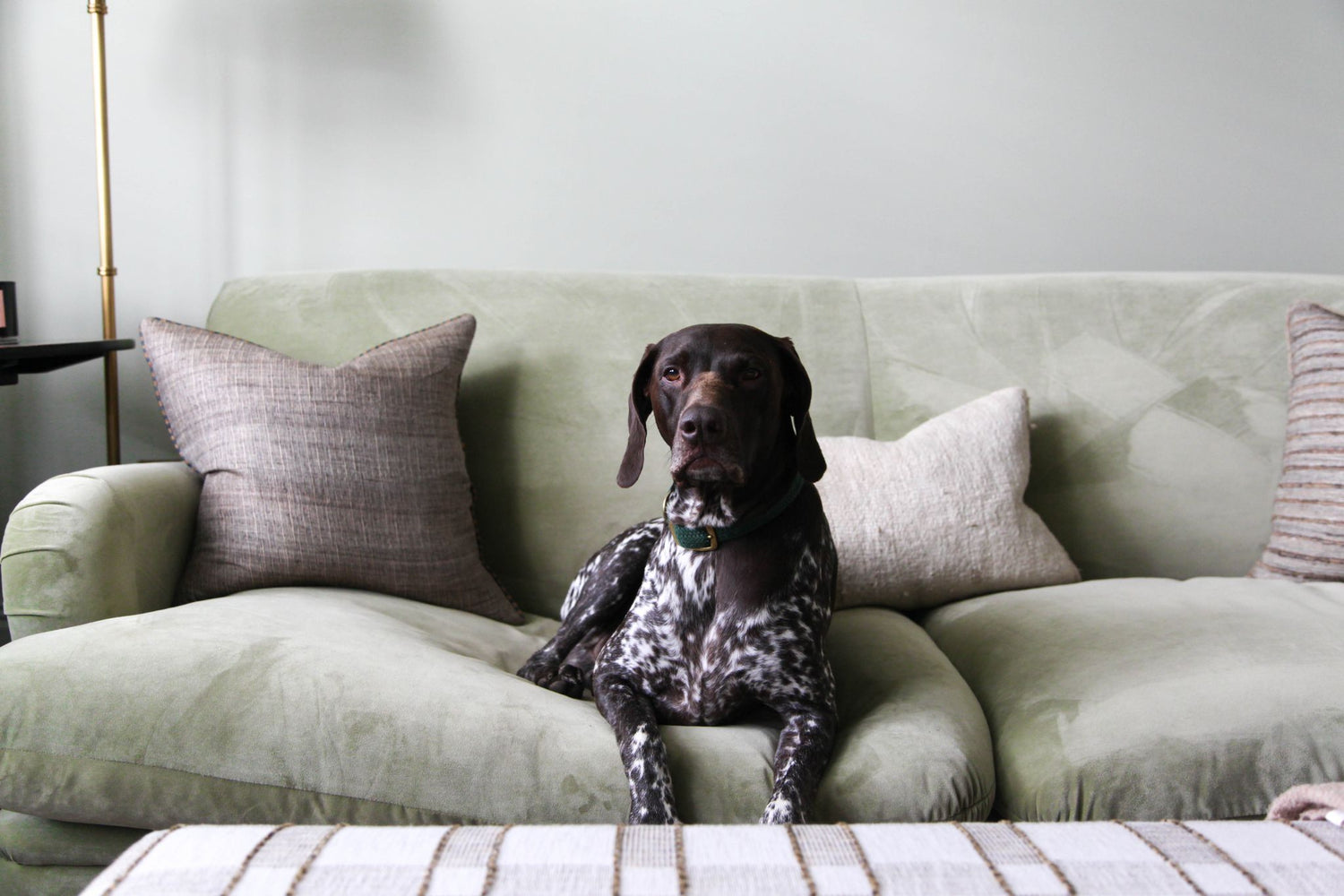 How do I make my dogs coat shine!?