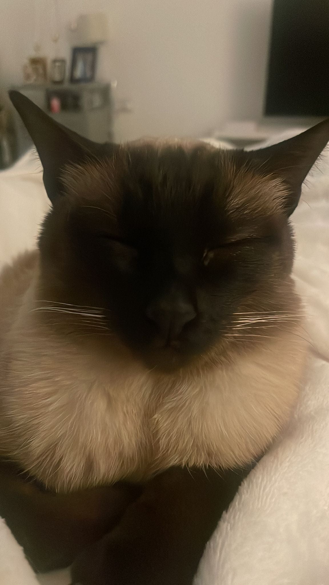 How do I know if my Cat is happy?