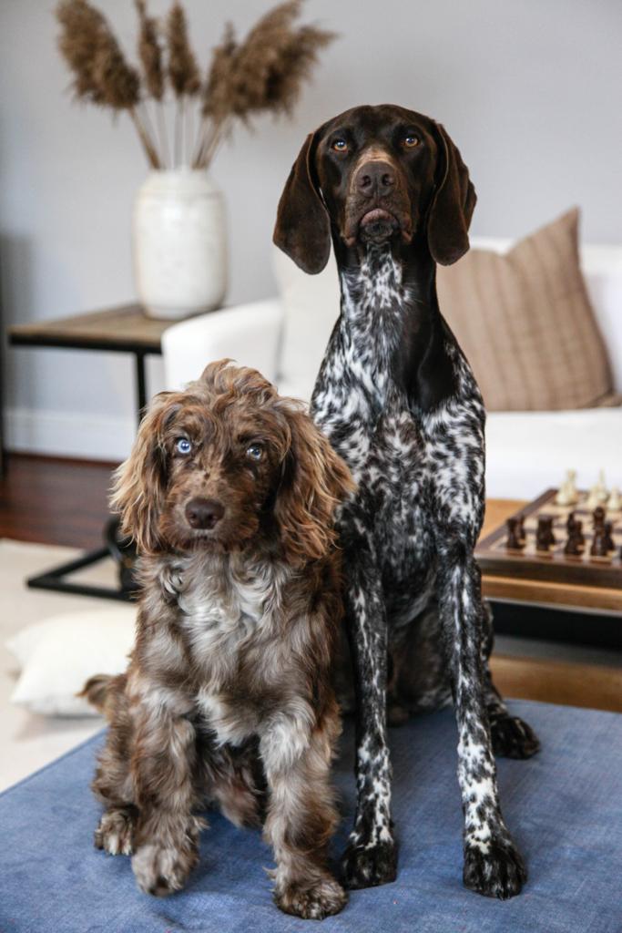 Why does my dog fart so much?