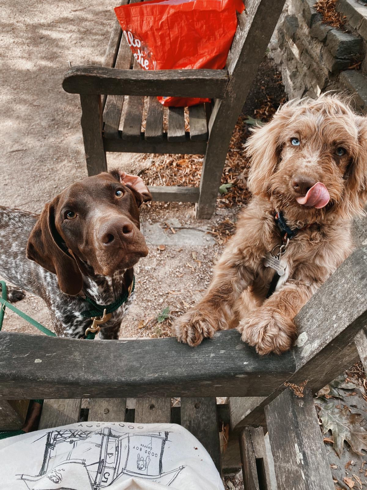 How do dogs improve mental health?